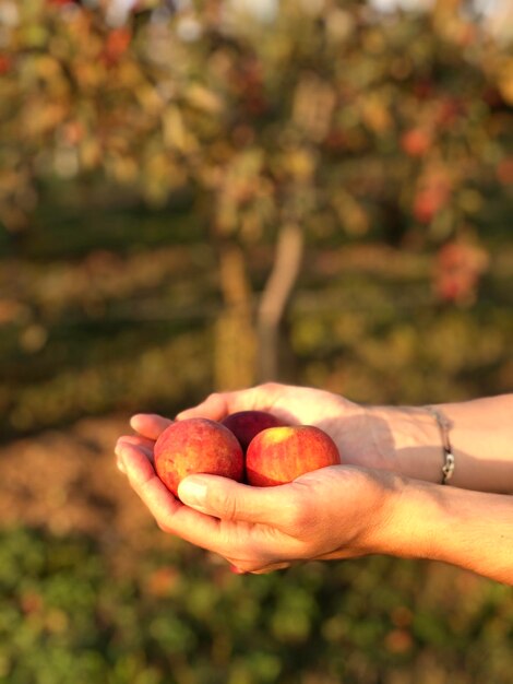 Foto close-up di una mano che tiene la frutta