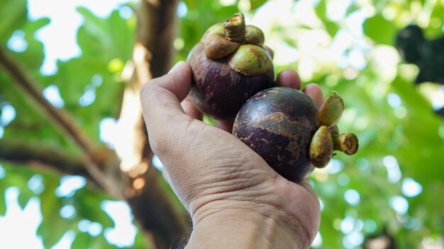 Close-up of hand holding fruit