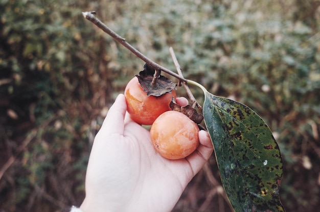 Photo close-up of hand holding fruit