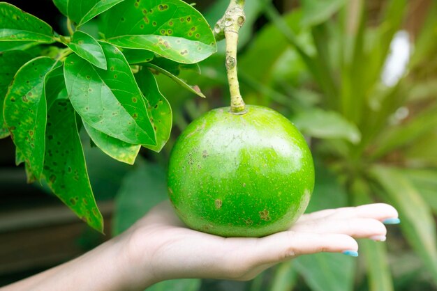 Close-up of hand holding fruit