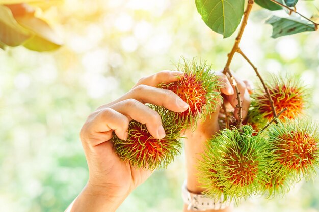 Close-up of hand holding fruit