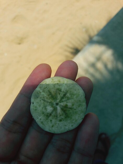 Photo close-up of hand holding fruit