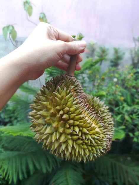 Close-up of hand holding fruit