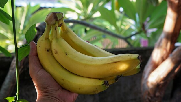 Close-up di una mano che tiene la frutta