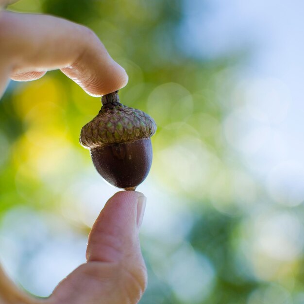 Photo close-up of hand holding fruit