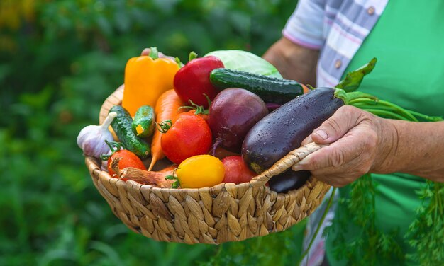 Close-up of hand holding fruits in basket