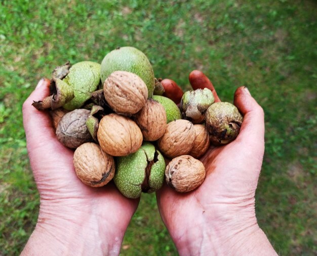 Close-up of hand holding fruits