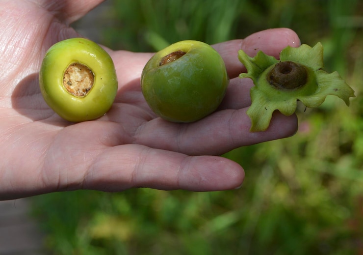 kiwi farms down