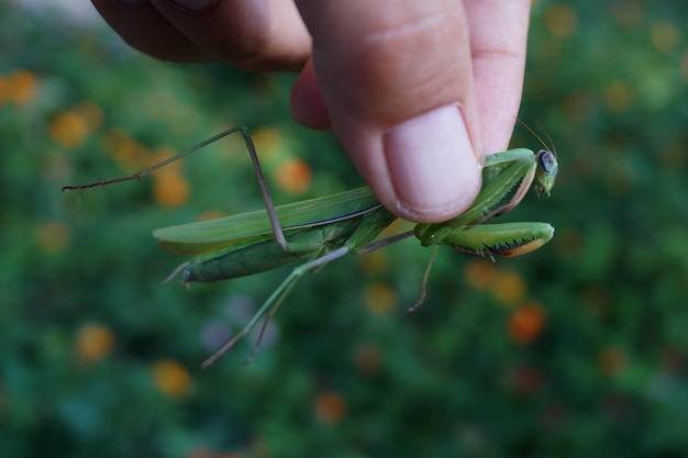 Foto close-up di una cavalletta che tiene la mano