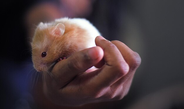 Photo close-up of hand holding hamster