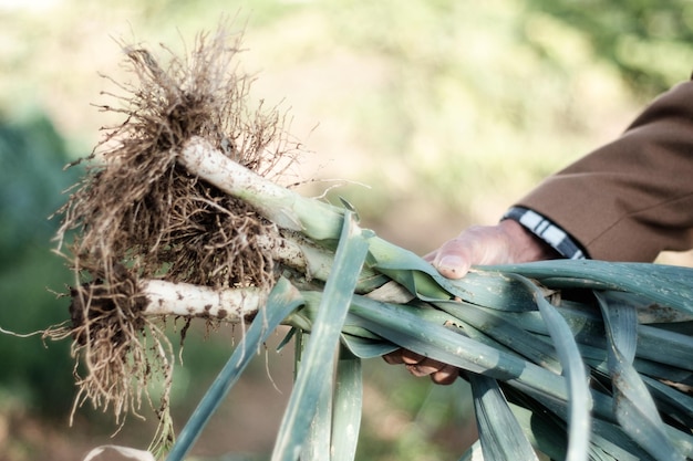 close-up of hand holding harvested leeks