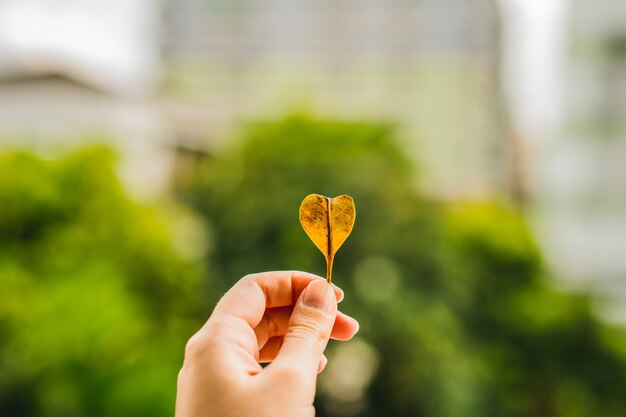 Close-up of hand holding heart shape leaf