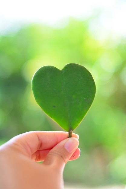 Foto close-up di una foglia a forma di cuore tenuta in mano