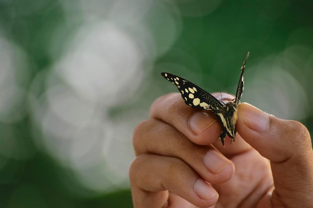 close-up of hand holding insect
