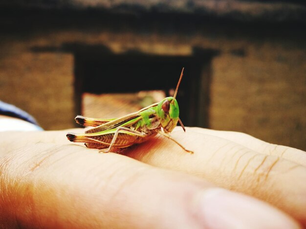 Foto prossimo piano di un insetto che tiene la mano