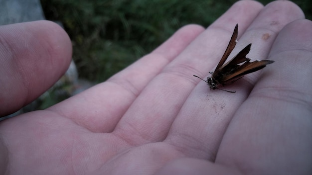 Photo close-up of a hand holding insect