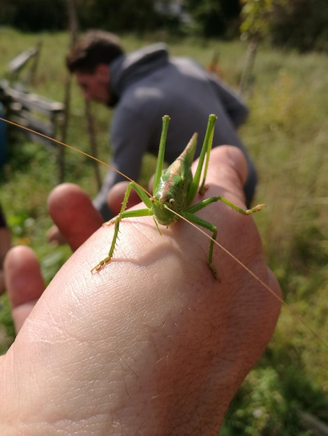 Foto prossimo piano di un insetto che tiene la mano