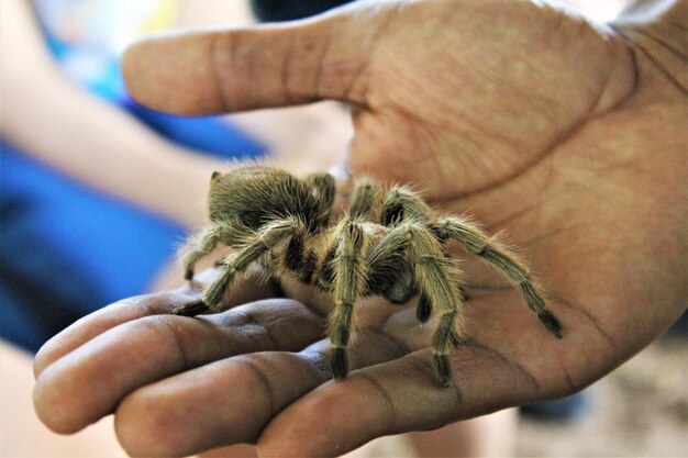 Photo close-up of hand holding insect