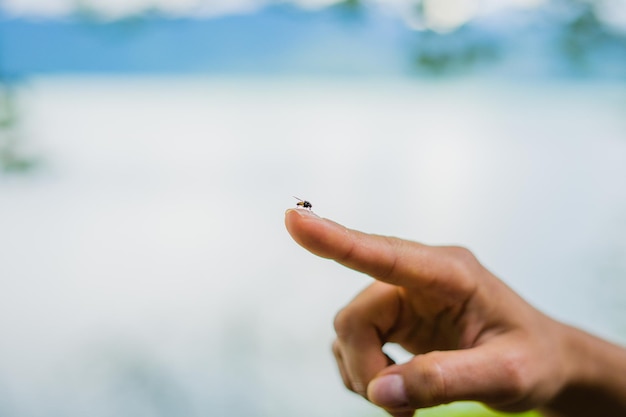 Photo close-up of a hand holding insect