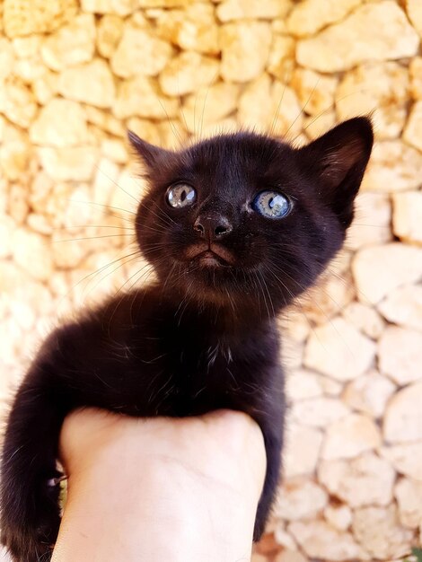 Close-up of hand holding kitten