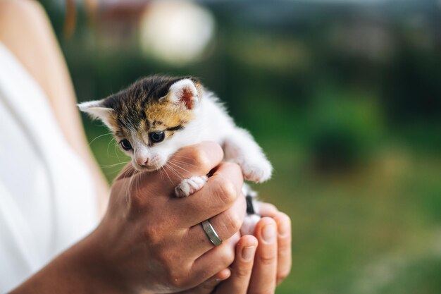 Photo close-up of hand holding kitten