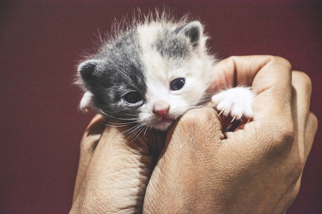 Photo close-up of hand holding kitten