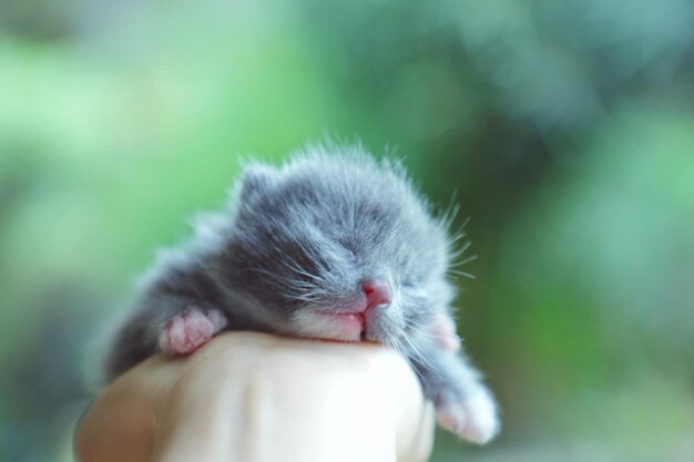 Photo close-up of hand holding a kitten