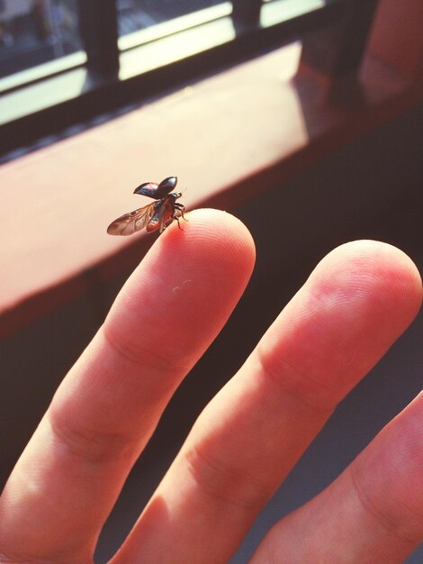 Photo close-up of hand holding ladybug