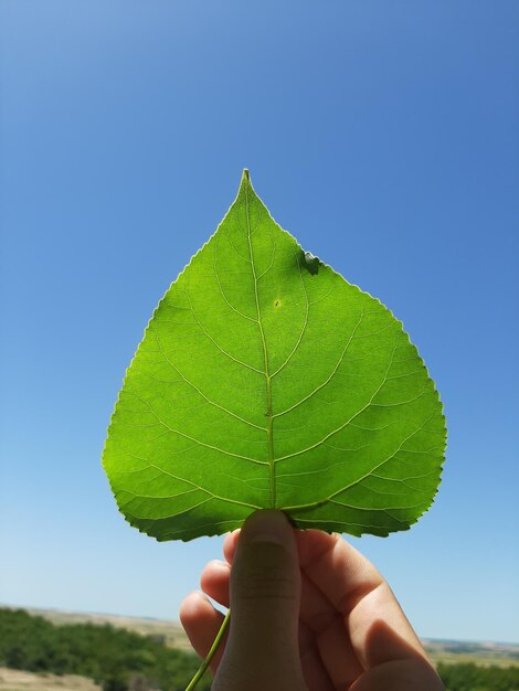 Foto close-up di una mano che tiene una foglia contro il cielo blu