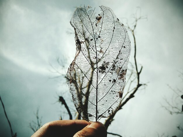 Photo close-up of hand holding leaf against sky