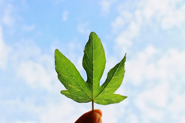 Foto close-up di una mano che tiene una foglia contro il cielo