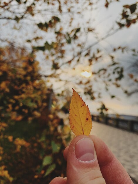 Photo close-up of hand holding leaf during autumn