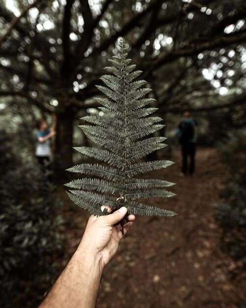 Photo close-up of hand holding leaf in forest