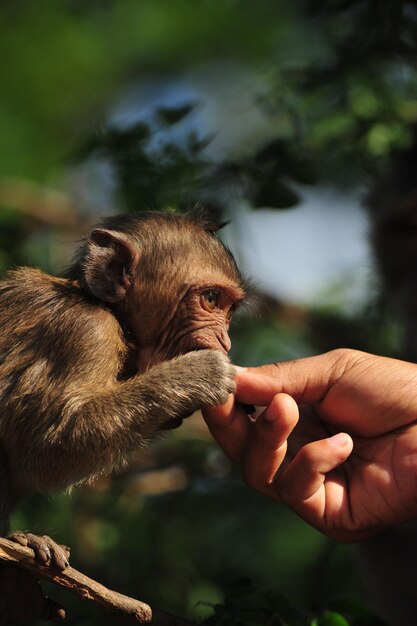 Foto close-up di una mano che tiene una foglia all'aperto