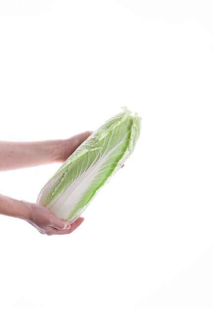 Close-up of hand holding leaf over white background