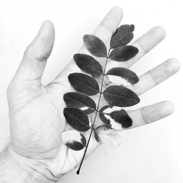 Close-up of hand holding leaf over white background