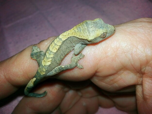 Close-up of hand holding leaf