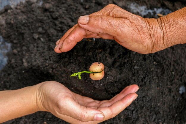 Close-up of hand holding leaf