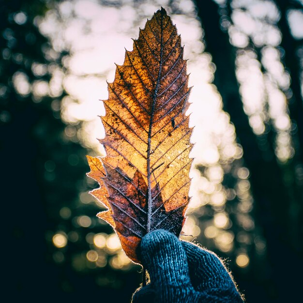 Close-up of hand holding leaf