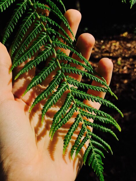 Close-up of hand holding leaf