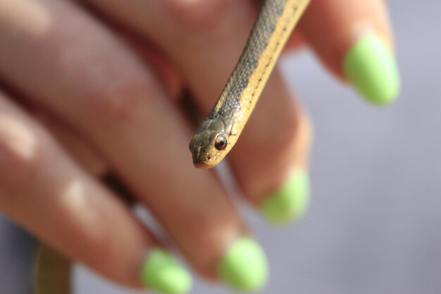 Foto close-up di una mano che tiene una foglia