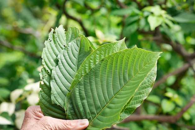 Close-up of hand holding leaf