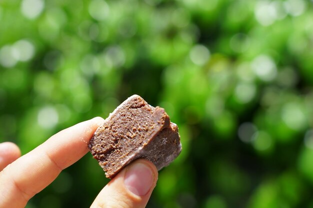 Close-up of hand holding leaf