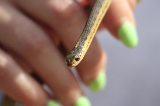 Foto close-up di una mano che tiene una foglia