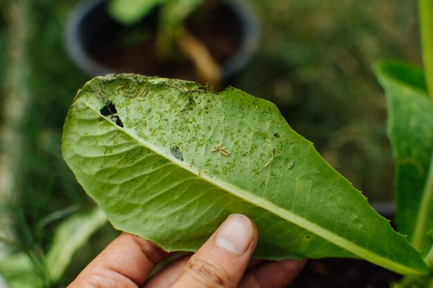 Photo close-up of hand holding leaf