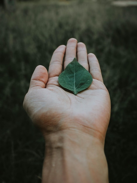 Photo close-up of hand holding leaf