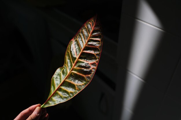 Photo close-up of hand holding leaf