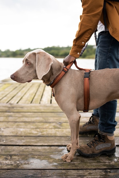 Close up hand holding leash