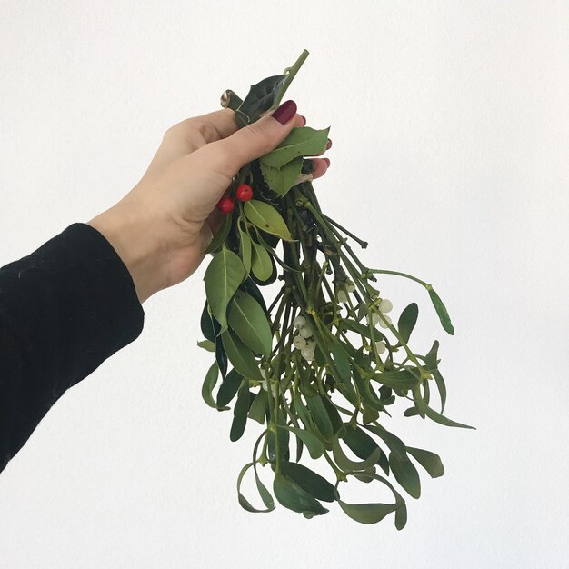close-up of hand holding leaves against white background