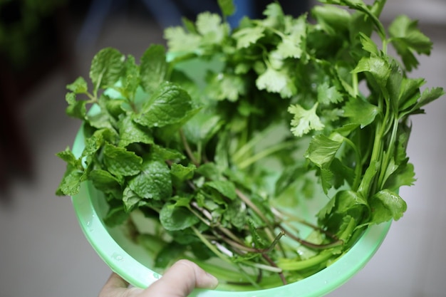 Photo close-up of hand holding leaves